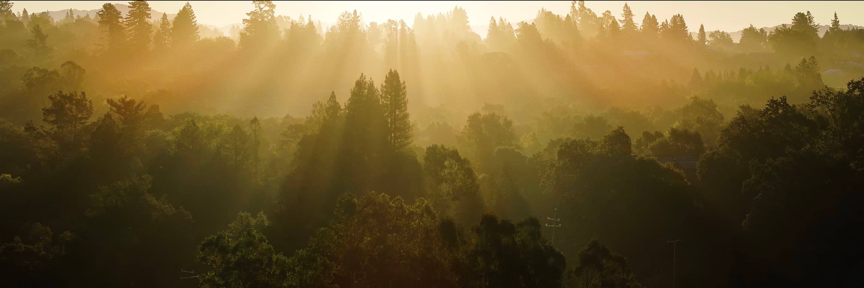 Earl Stephens Russian River Valley Treeline