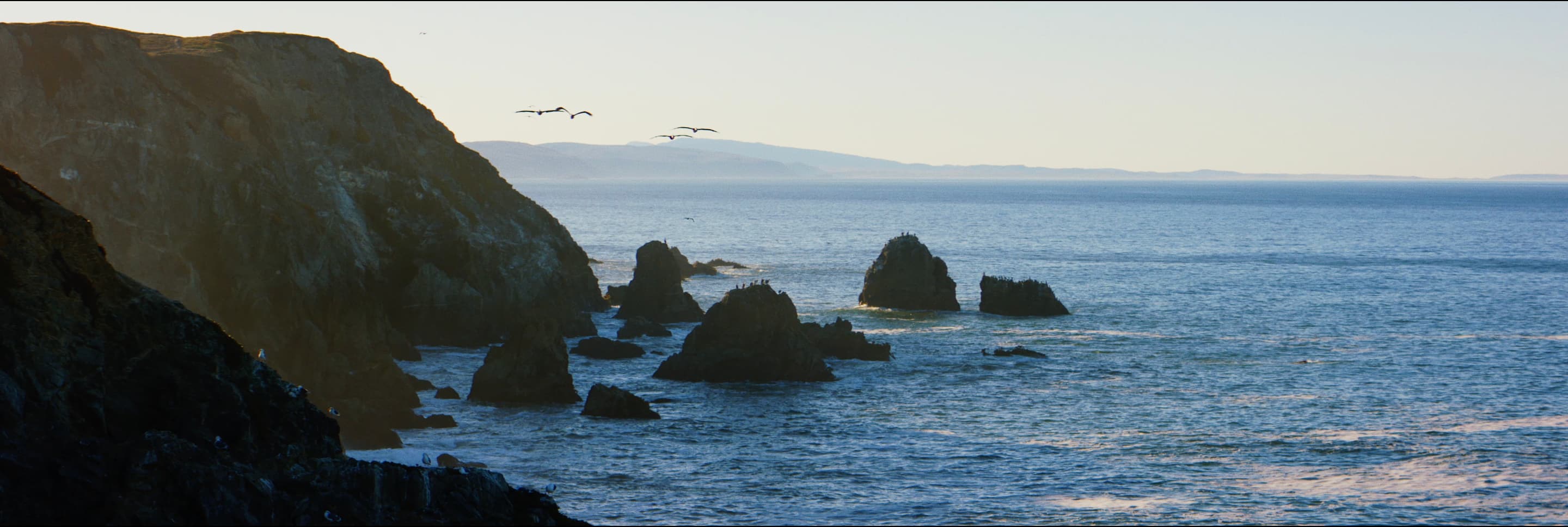 Seagulls over the Sonoma Coast