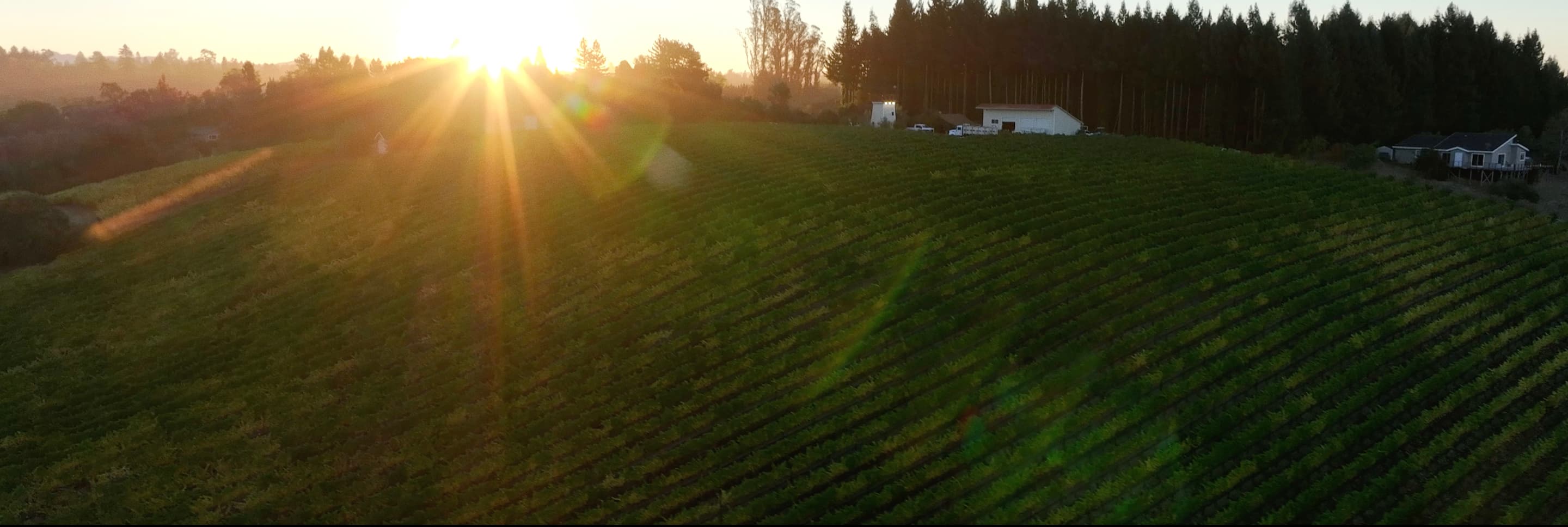 Earl Stephens Vineyard - Earl Stephens Vineyard Sunrise