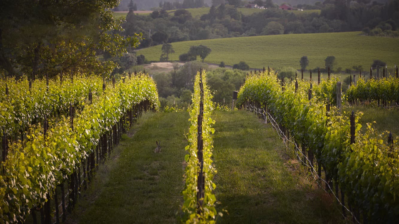 Graham Family Vineyard - Graham Family Vineyard