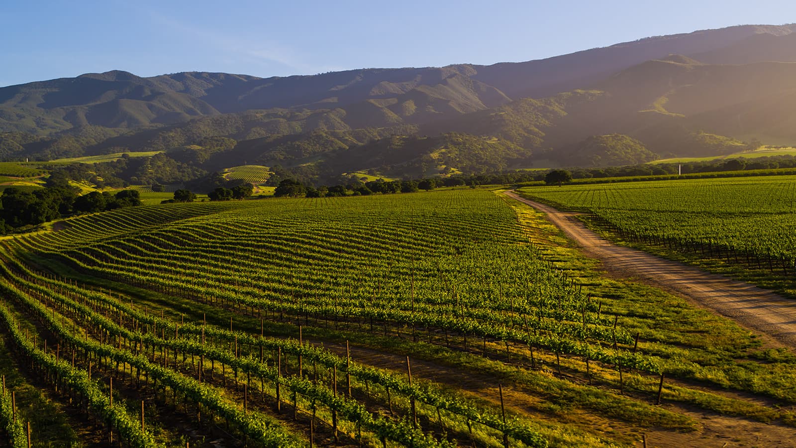 Soberanes Vineyard - Soberanes Rolling Hill