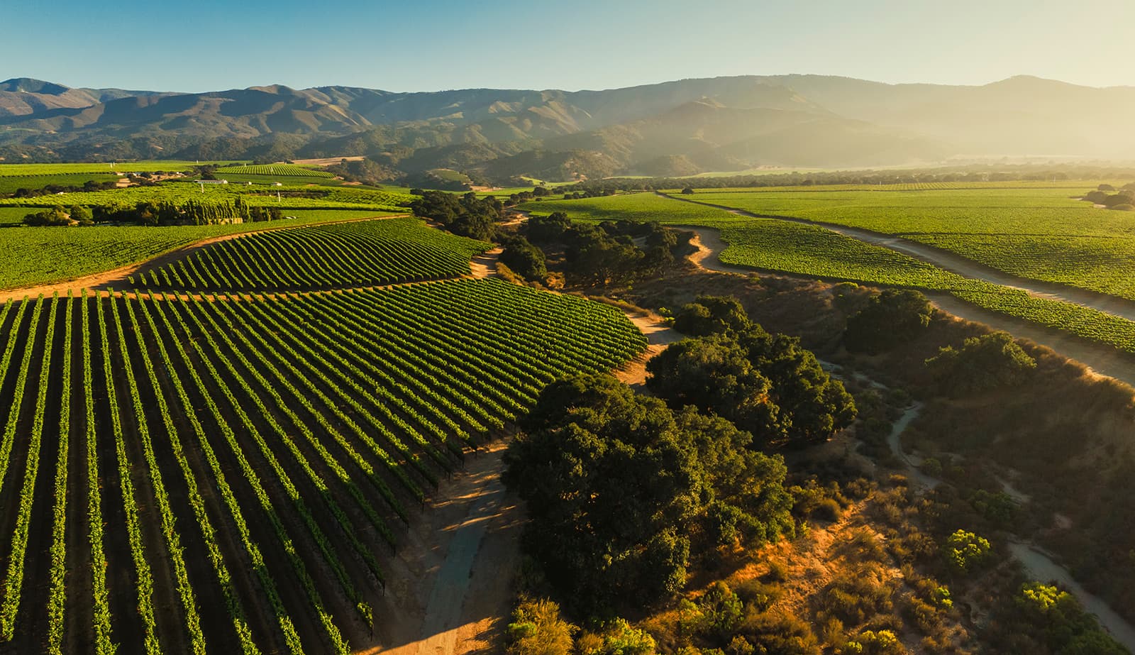 Soberanes Vineyard - Soberanes Vineyard Aerial
