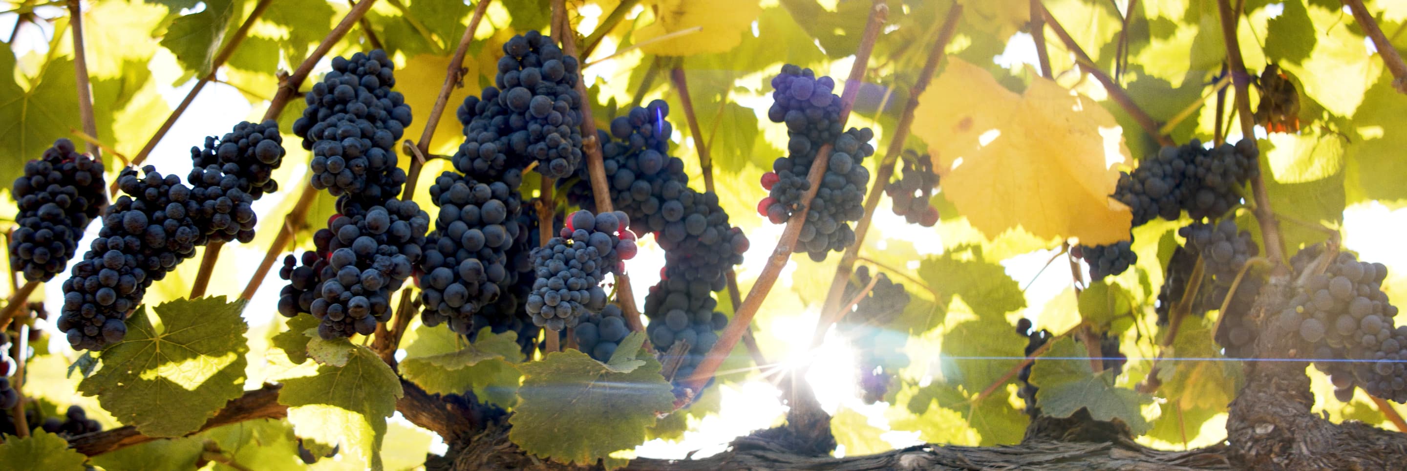 Pinot Noir Grapes on the Vine
