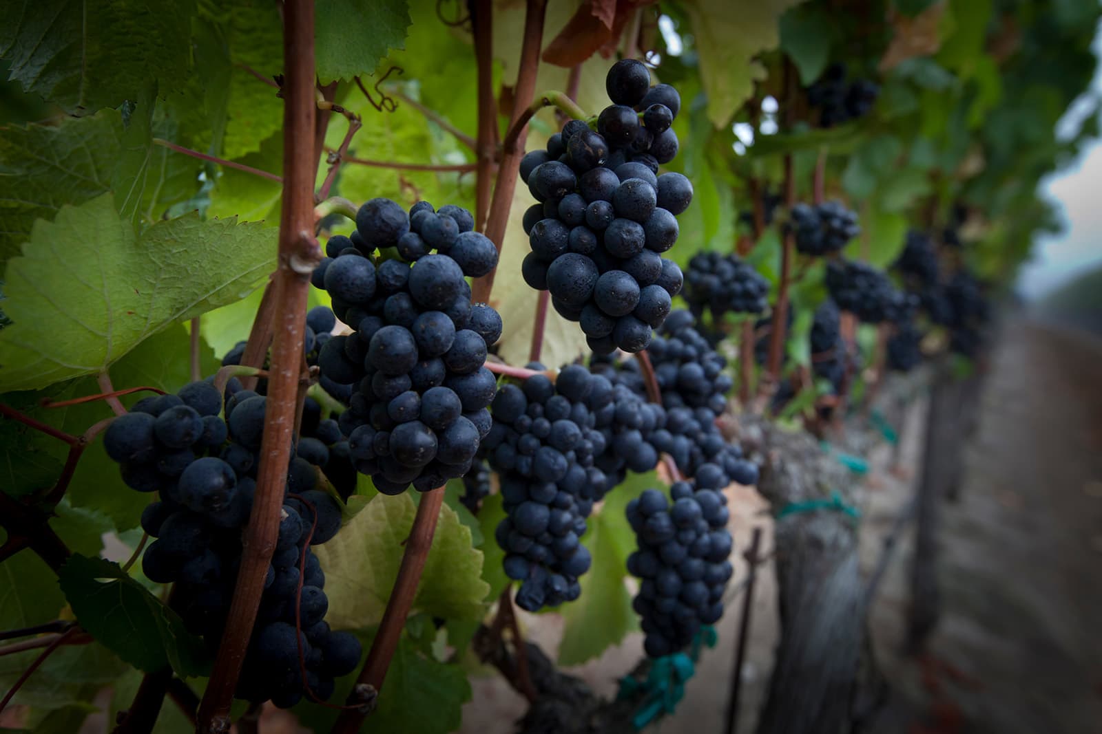 Soberanes Vineyard - Soberanes Pinot Noir Grapes