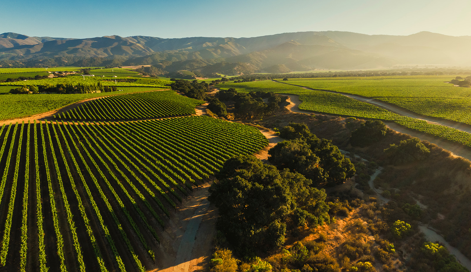 soberanes-vineyard-aerial